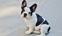 1657729802_french-bulldog-g42e4af2d2_640.jpg