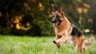 ПОДВИГ НАЈБОЉЕГ ЧОВЕКОВОГ ПРИЈАТЕЉА: Пас трчао 6,5 километара да спаси власника након саобраћајне несреће (ФОТО)