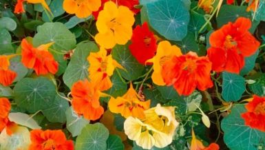 ОМИЉЕНИ ЦВЕТ МНОГИХ САДИ СЕ У МАЈУ: Мирише божанствено, тера биљне ваши и пужеве и штити поврће