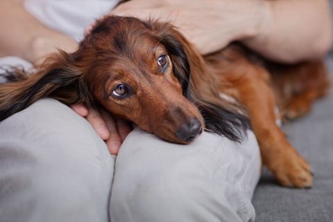 5 znakova da je vaš pas depresivan: Obratite pažnju na sledeće oblike ponašanja 