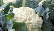 1614680496_cauliflower-1465732_640.jpg