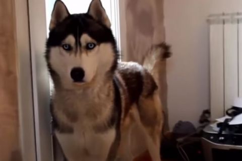 Šta znači kada vas pas uporno gleda: Mnogi su u zabludi, a evo šta je istina (VIDEO)